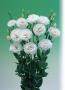 Seminte profesionale EUSTOMA - Lisianthus - imagine 48850